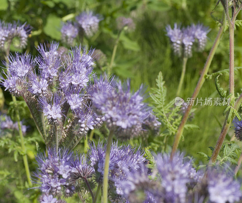 钟穗(p . tanacetifolia)